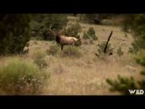 Hunting Elk with Bow in New Mexico