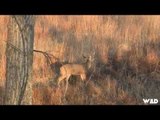 Hunting Whitetail in Nebraska
