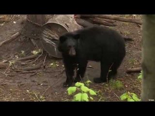Hunting Black Bear in Manitoba