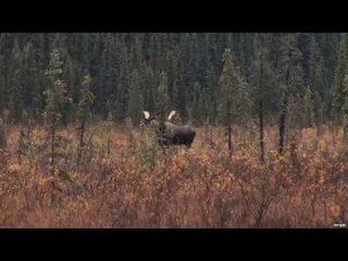 Moose Hunting In Alaska