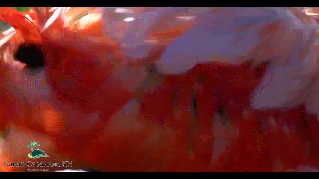 Чудеса Африки- Восхитительные розовые фламинго- Национальный парк озеро Накуру Кения