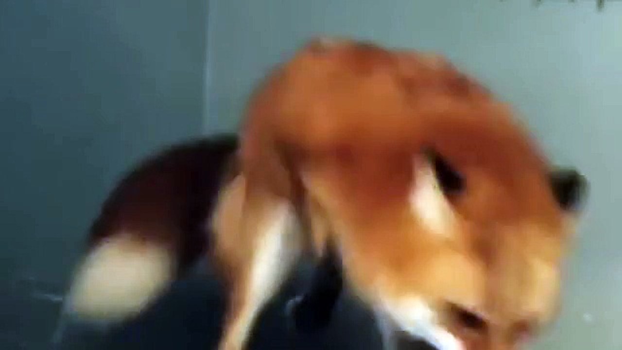 Fox gets confused mistaking White Blanket for Snow!