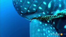 Diver cuts stuck Rope off of Whale Shark!