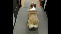 You Gotta Love Dogs Dog Dances to Bubble Butt Vine By majorlazer