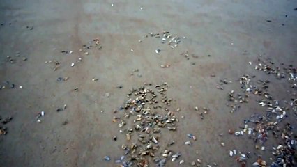 Hundreds of Coquina Clams emerge to feed & breed