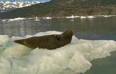 Güneşlenen Fok Balığını Korkuttu