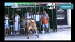 Bull Fighting with People - Videos Bullfighting