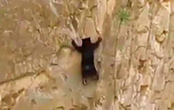 Yavru Ayı Düz Kayaya Tırmandı