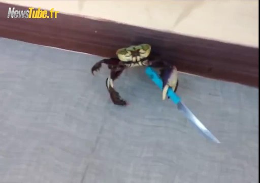 Ne joue pas avec ce crabe lol