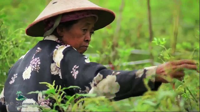 80 чудес света- Храм Борободур- Индонезия остров Ява- Часть 14