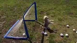 Goalkeeper Dog.... Amazing video 2016
