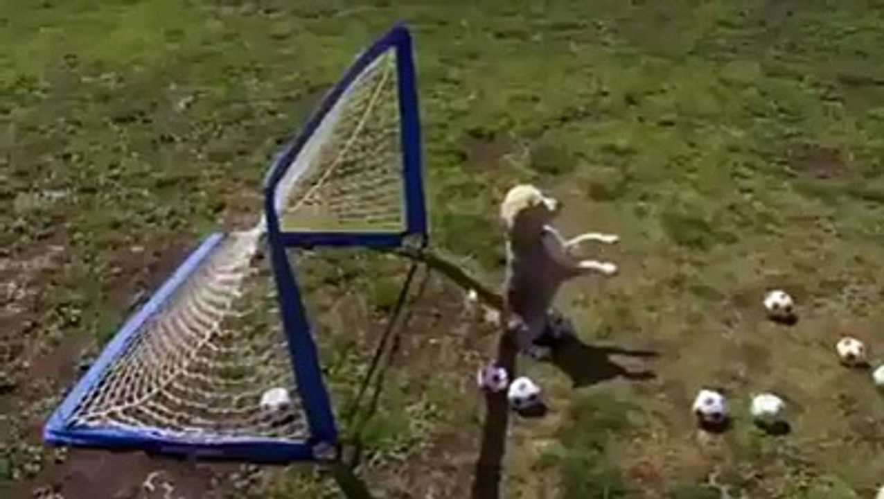 Goalkeeper Dog.... Amazing video 2016
