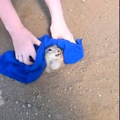 Sauvetage d'un écureuil obèse, coincé dans un trou