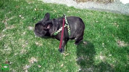 Best Bulldog Vine ever! Funny Bully Compilation! Cute Dog Video