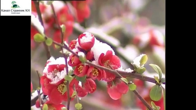 Новогодние туры по России- Сочи- Горнолыжный курорт Роза Хутор