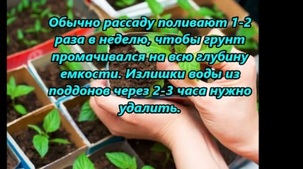 Правильный полив рассады