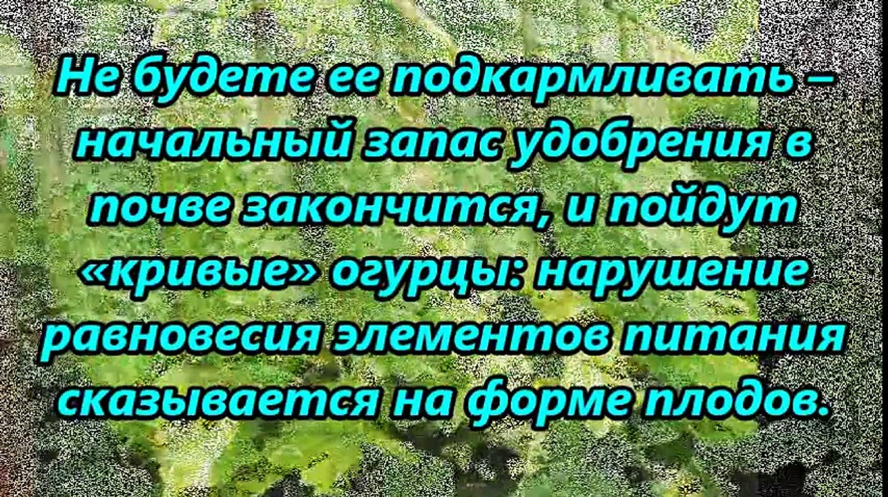 Простой и доступный секрет выращивания большого урожая ОГУРЦОВ
