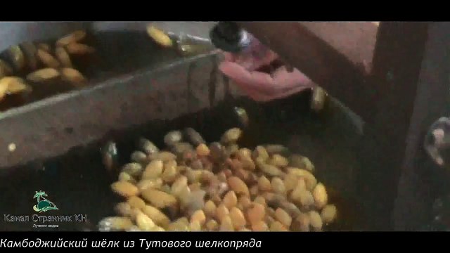 Камбоджийский шелк из тутового шелкопряда- Производство шелка из гусениц