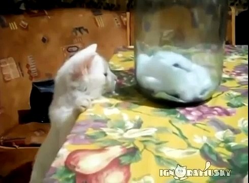 Как хорошо быть хомяком! Cat It must be great to be a hamster