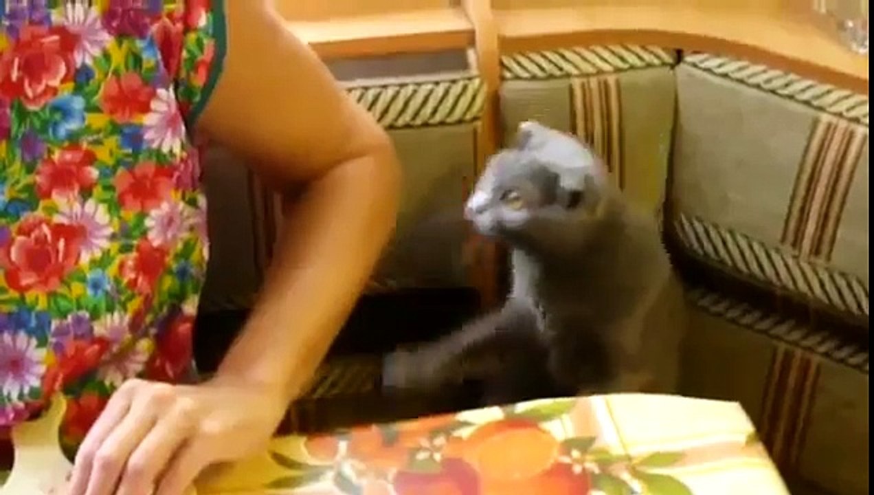 Британский вислоухий котик хочет мяса!
