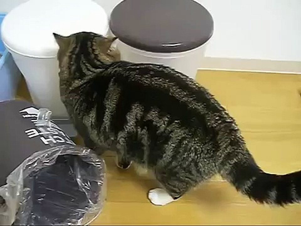 Кот готов