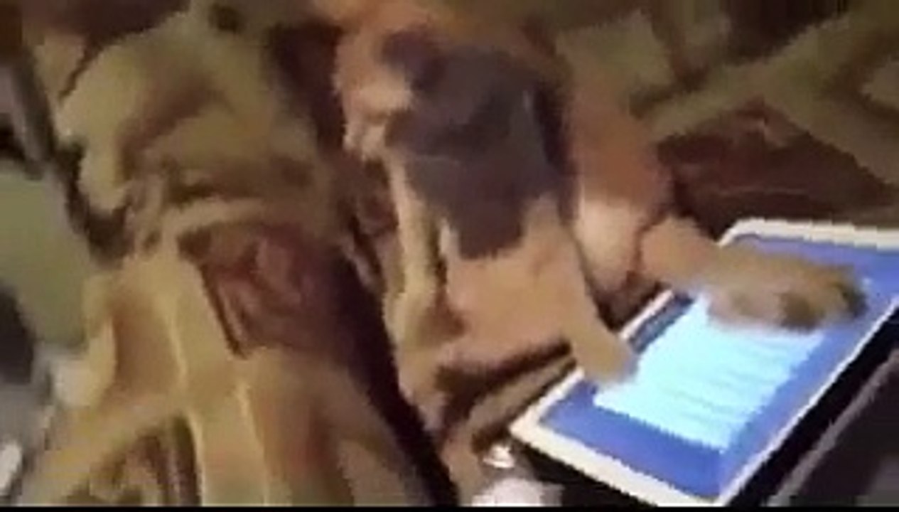 Кот завис в планшете. Смехота!