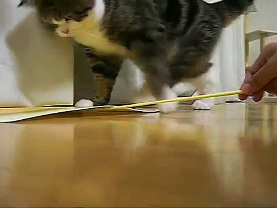 Кот и шуршащая бумажка
