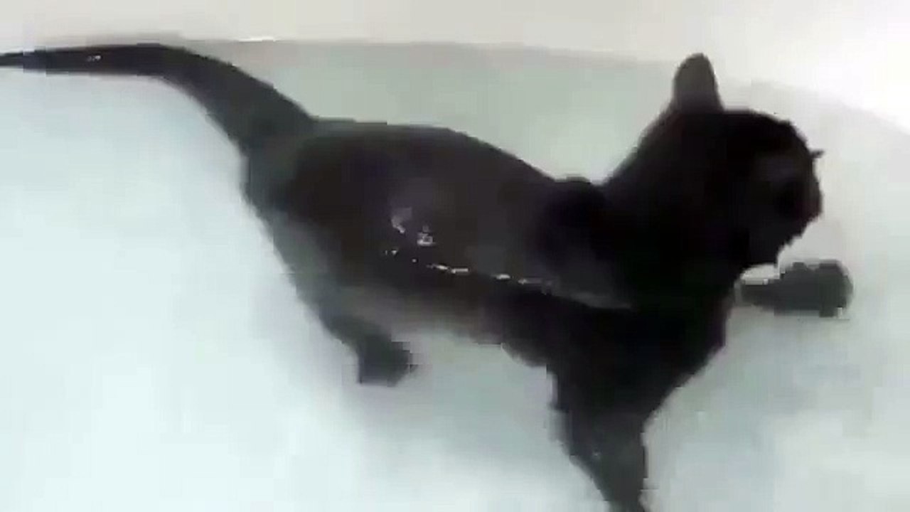 Кот любитель плавать в ванне