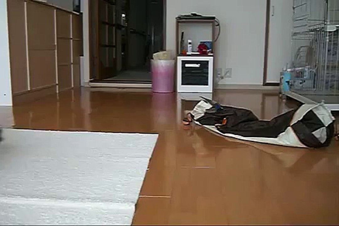 Кот прыгает за игрушкой