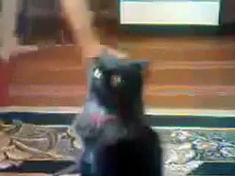 Кот ходит на двух лапах