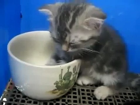 Котэ отжигает. Котенок засыпает прямо в миске. Funny animals