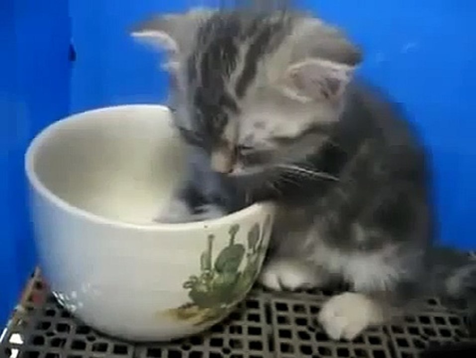 Котэ отжигает. Котенок засыпает прямо в миске. Funny animals