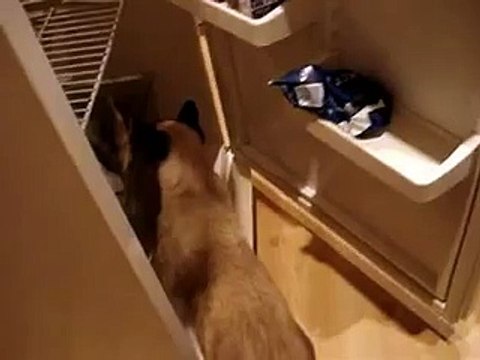 Котэ тырит рыбу из холодильника. Cat steal fish from the refrigerator