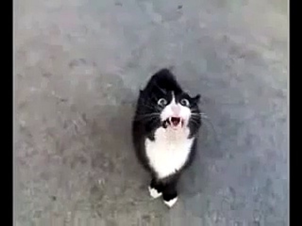 Кошка, которая гуляла сама по себе. И говорила о своём