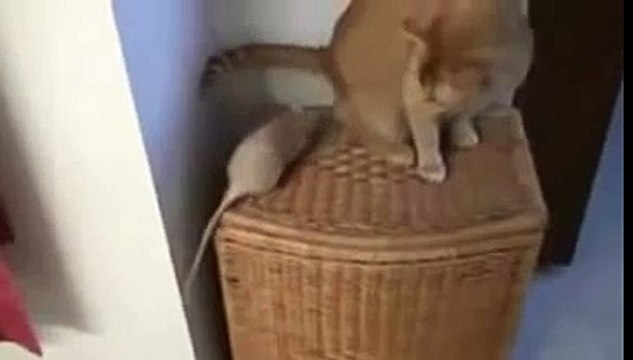 Крысы достают кота. Funny and Cute Animals