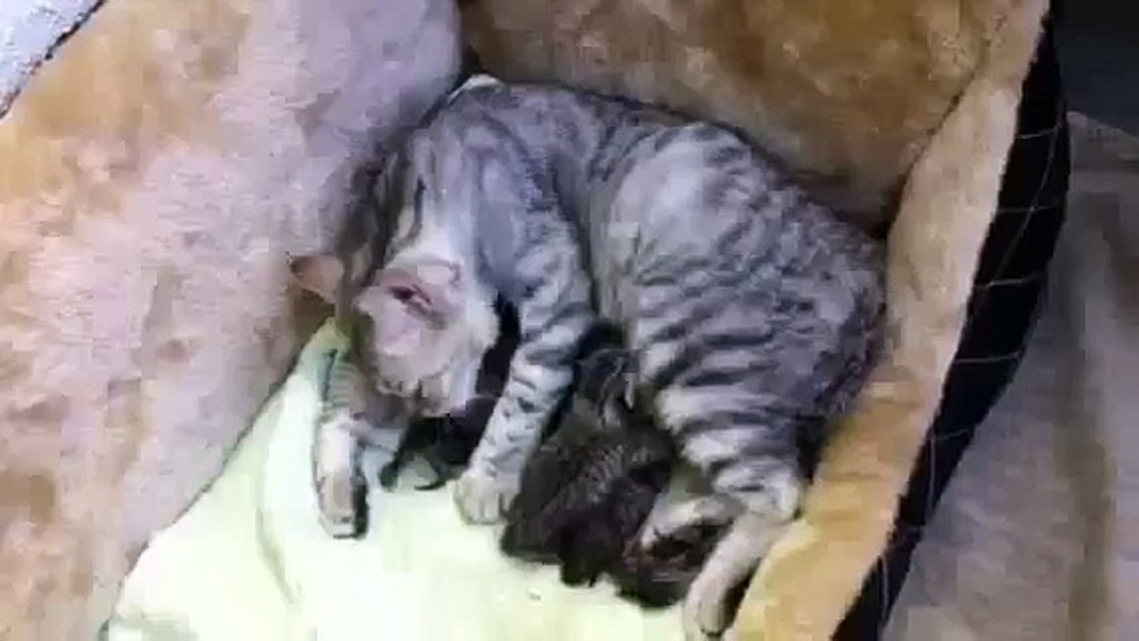 Мама кошка заботится о котятах. Как это мило
