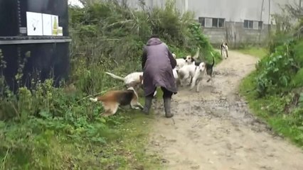 Une femme sauve la vie d'un renard pendant une chasse