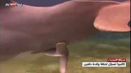 كاميرا تسجل لحظة ولادة دولفين سبحان الله