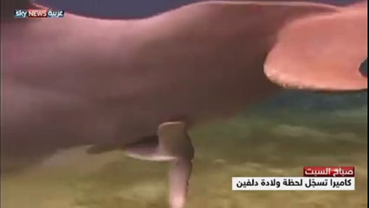 كاميرا تسجل لحظة ولادة دولفين سبحان الله