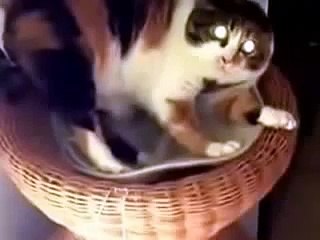 Говорящий кот. Вы такого еще не видели