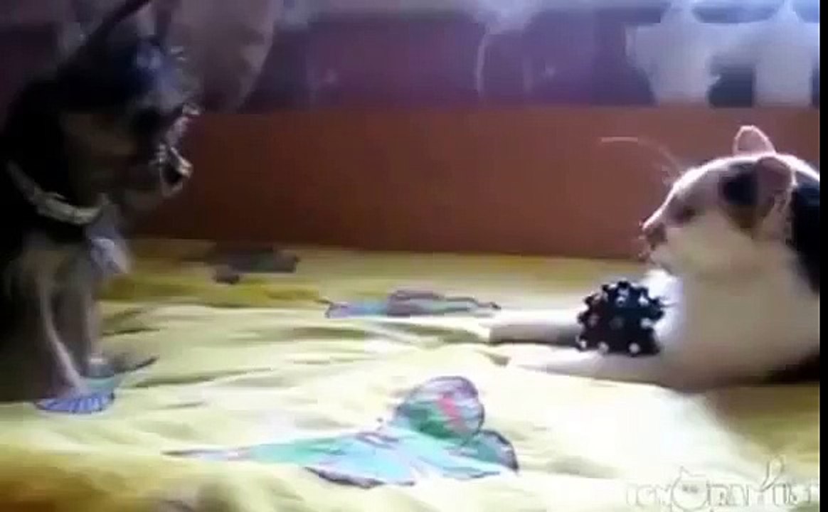 Жадный кот отнял игрушку у щенка