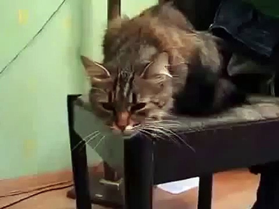 Кот дублирует скотч