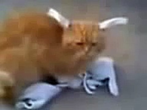 Кот заяц. Это надо видеть!