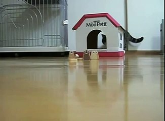 Кот играет в боулинг