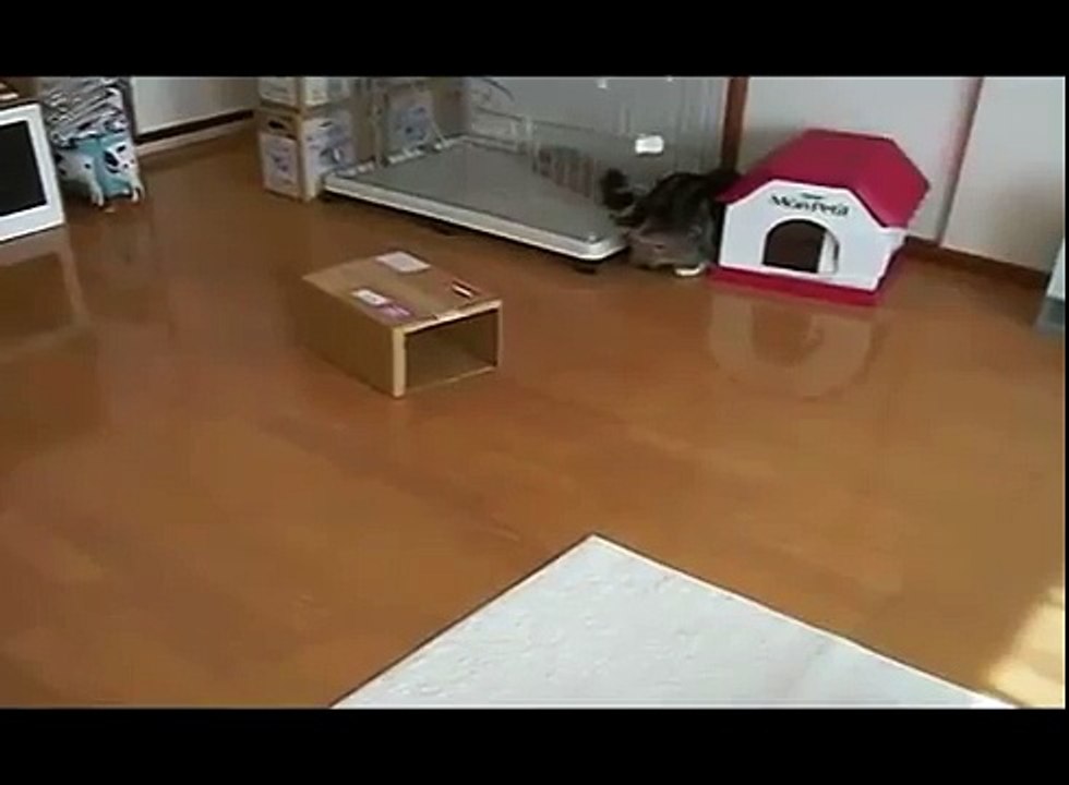 Кот играет с водой