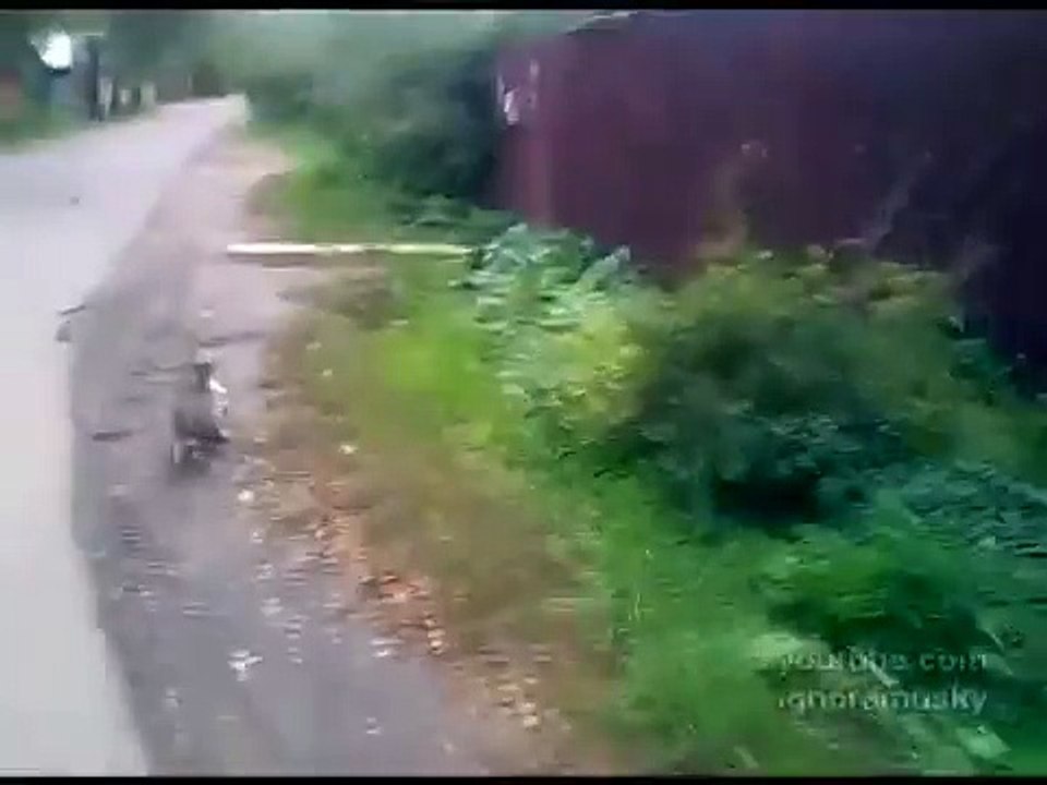 Кот с покупками идет домой. cat goes to home after shopping
