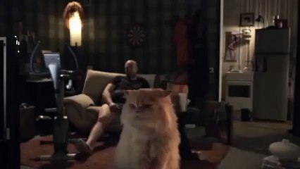 Кот смотрит телевизор