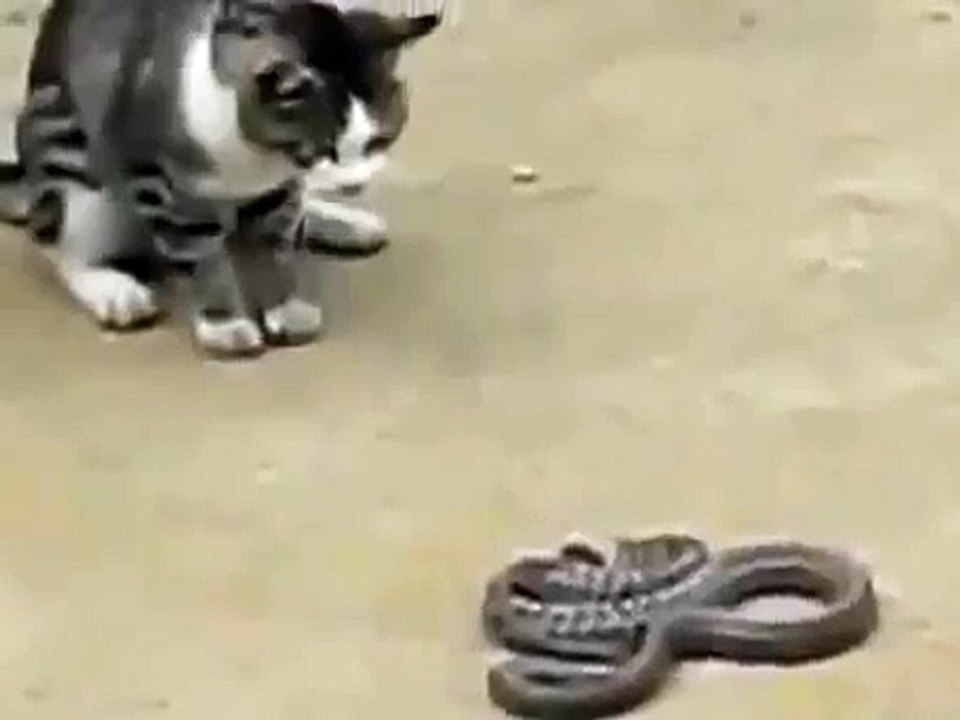 Кот убил змею