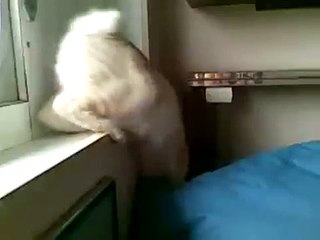 Stuck. Застрял. Funny Cat Videos