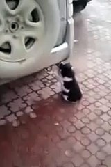 Веселый кот-токсикоман